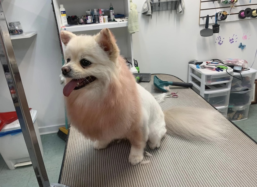 Groomed dog at Terri's Pet Grooming