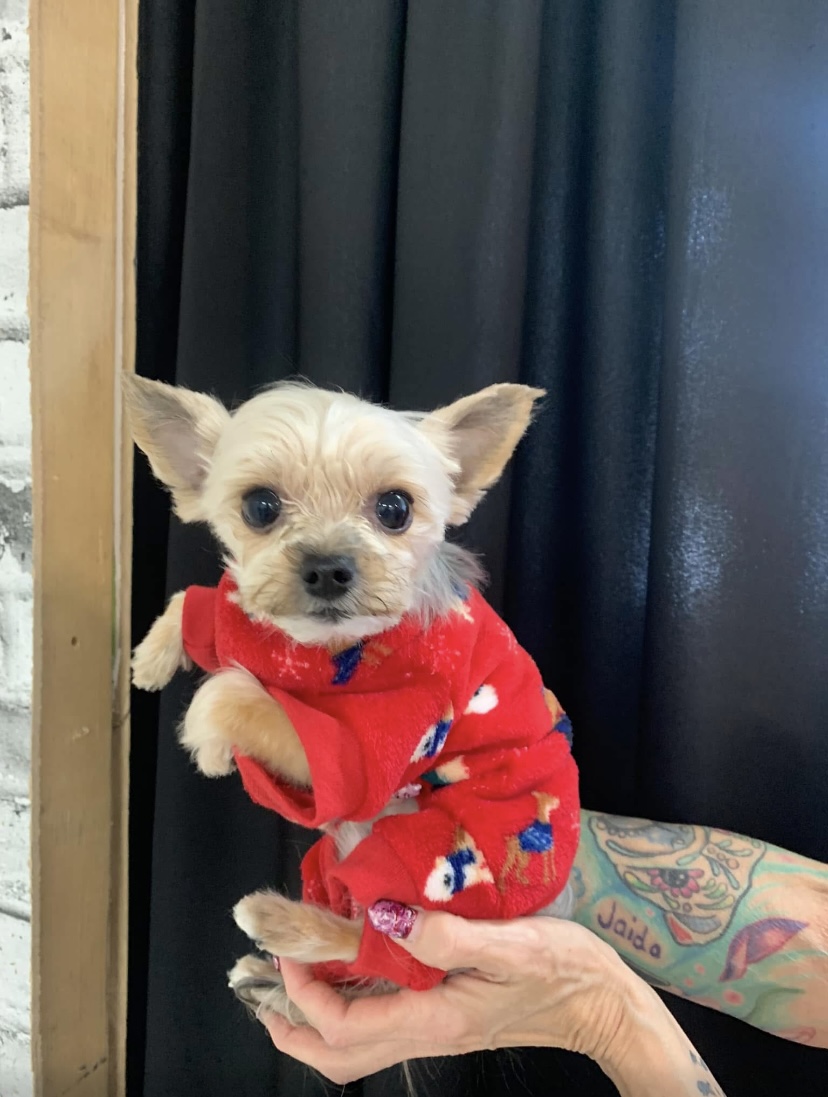 Groomed dog at Terri's Pet Grooming