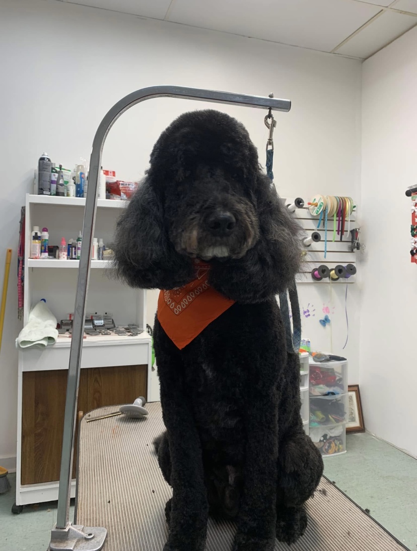 Groomed dog at Terri's Pet Grooming