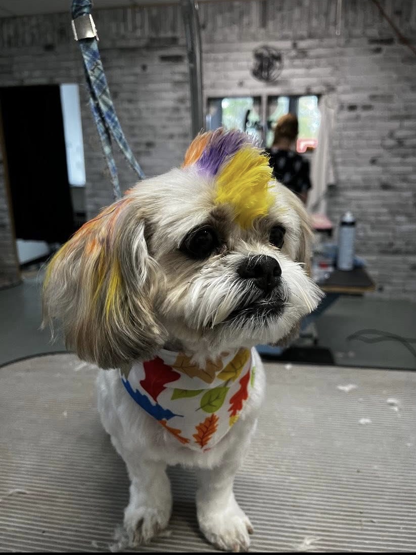 Groomed dog at Terri's Pet Grooming