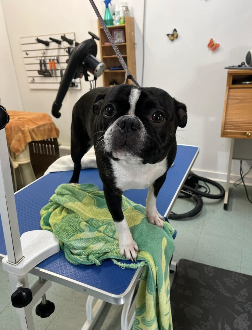 Groomed dog at Terri's Pet Grooming