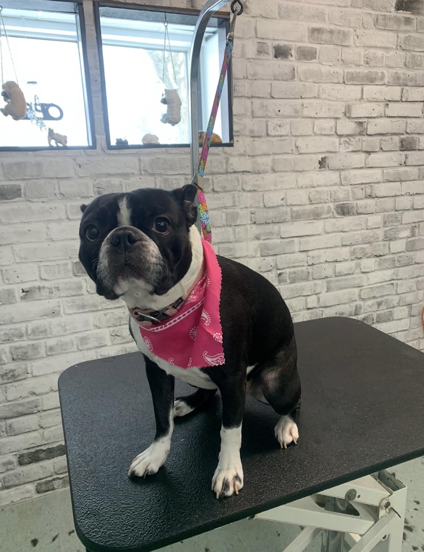 Groomed dog at Terri's Pet Grooming