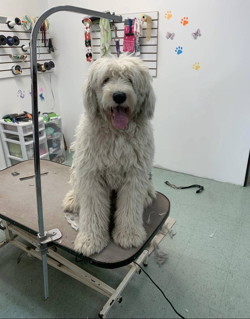 Groomed dog at Terri's Pet Grooming