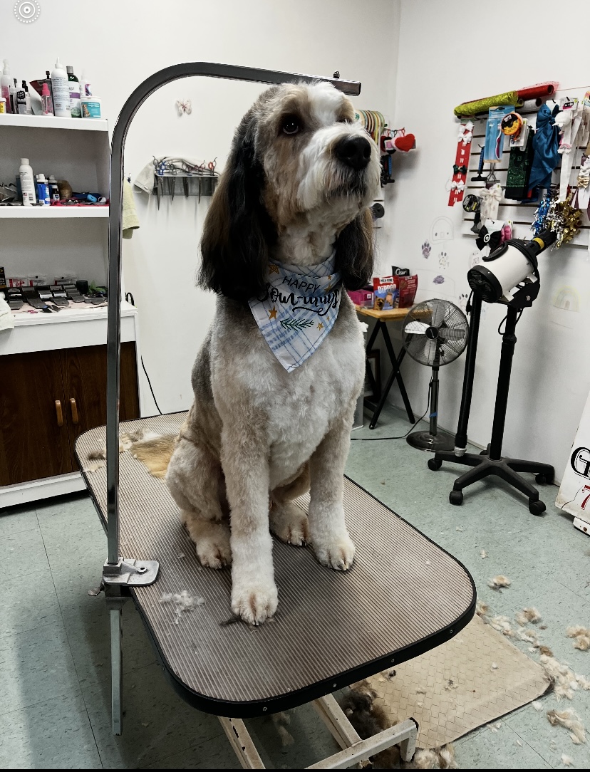Groomed dog at Terri's Pet Grooming